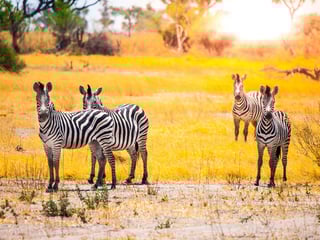 Botswana eVisa for Nigerian
