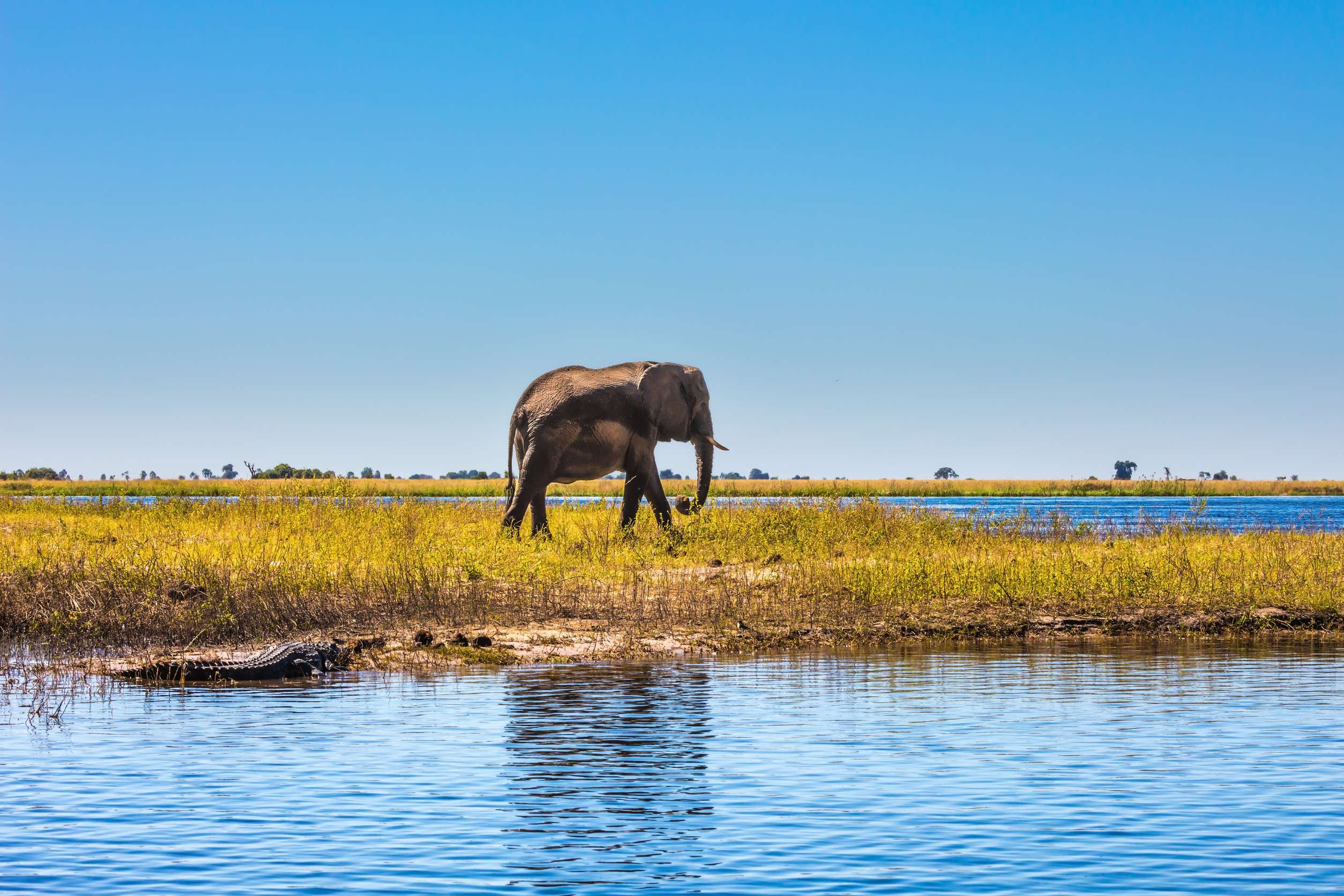 Fascinating Journey To Africa Watering Large Animals In The Okavango Delta
