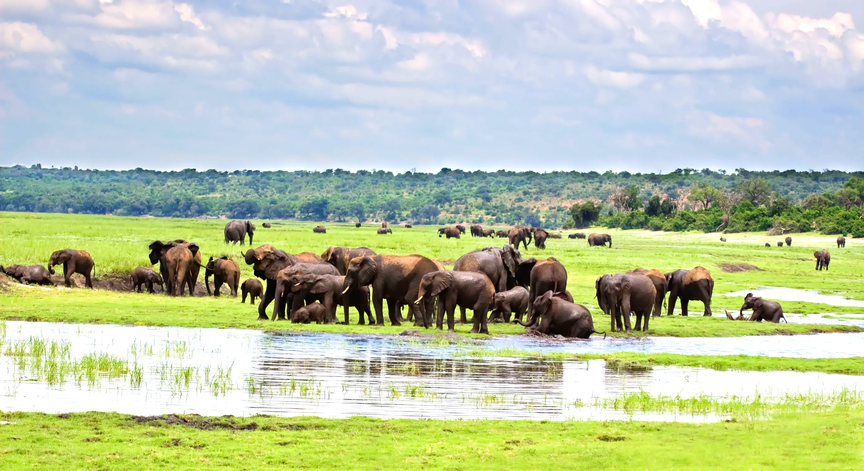 the group of elephants at waterhole loxodonta river in africana botswana